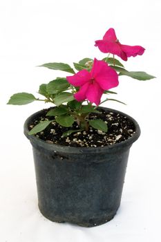 Nursery flower in a pot