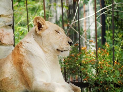 Sleeping lion in the zoo