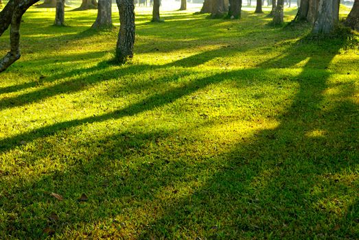 Green grass on a sunny meadow with tree shadow