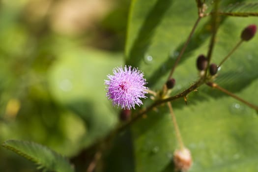 mimosa pudica flower in the morning light