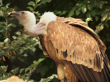 Griffon (Gyps fulvus) outdoor