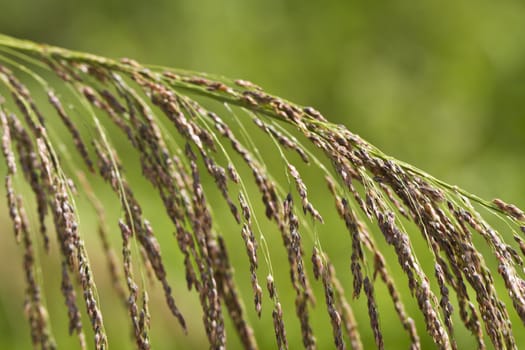 Rice-like grass close up with bokeh green background