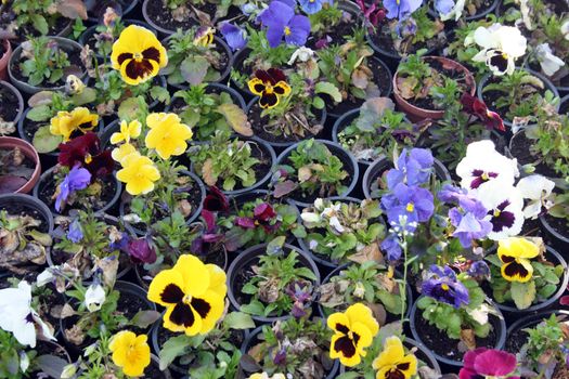 Greenhouse farming of colorful flowers