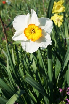 Narcissus flower at the field