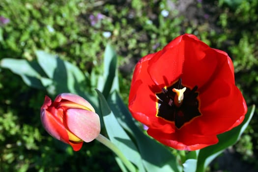A pair of red tulips