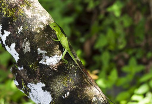 Green lizard on a tree bark with blurry background