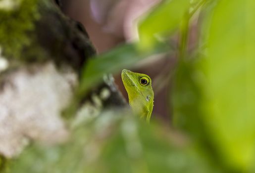 Green lizard peeking through the leaves