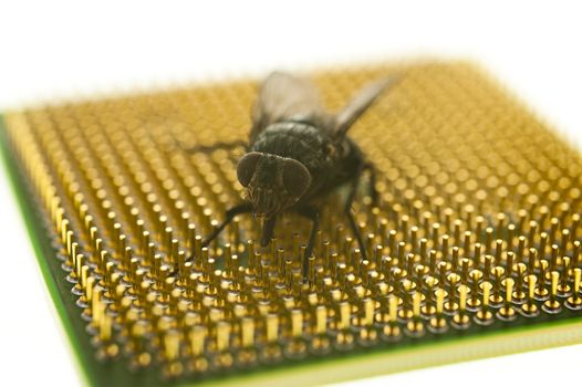 close up of a fly on a chip