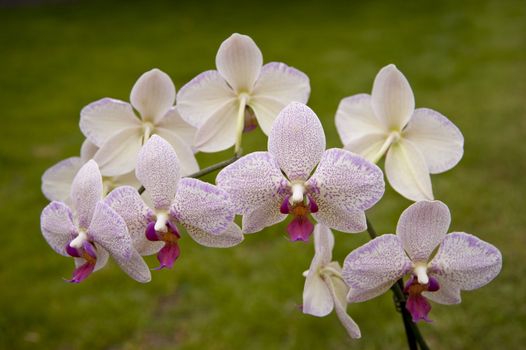 close up of an orchid