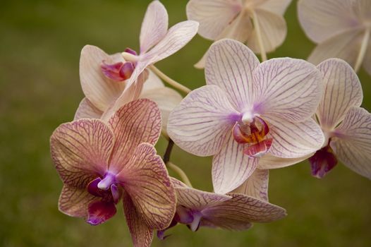 close up of an orchid