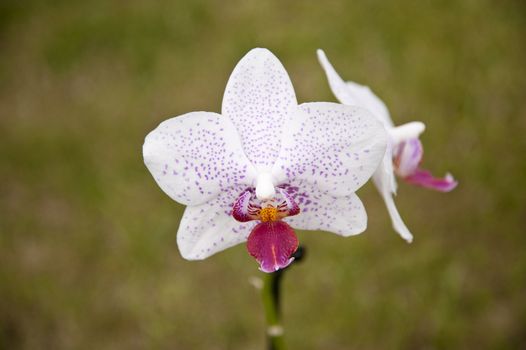 close up of an orchid