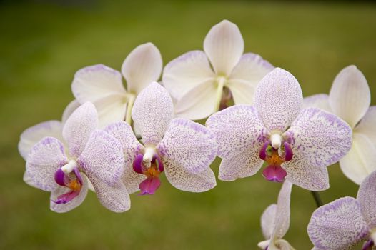 close up of an orchid