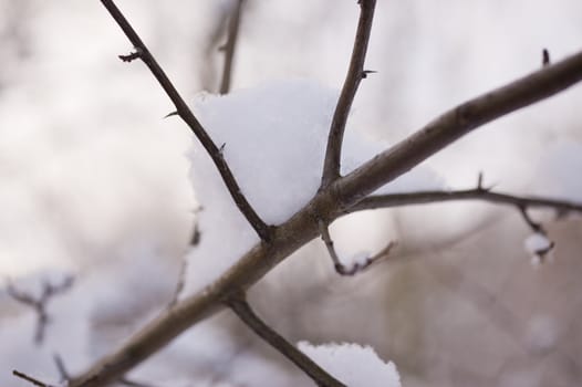 snowy winter scene in a wood