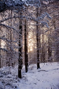 snowy winter scene in a wood