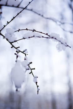 snowy winter scene in a wood