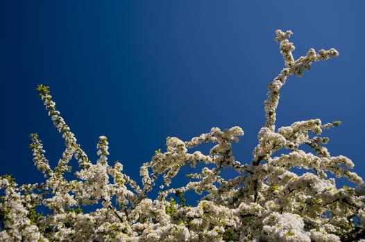 blossoming tree in springtime