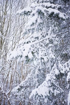 snowy winter scene in a wood