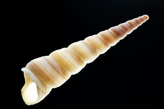 close up of a snail shell