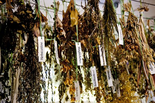 dried herbs of an old parmacy