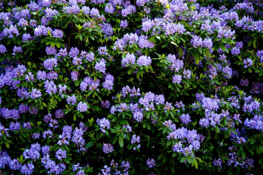 blossoming rhododendron in june