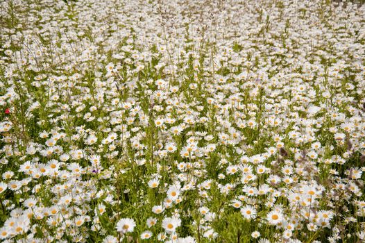 meadow with daisies in june