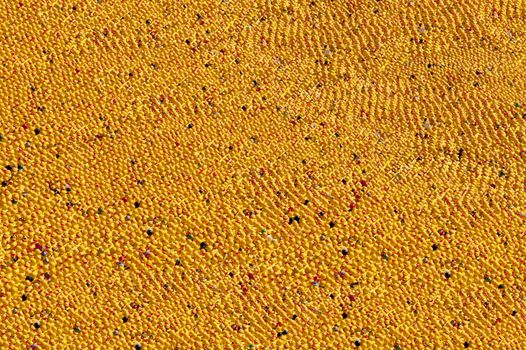 entenrennen / duck race / lions club / kiel / germany