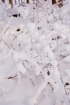 snowy winter scene in a wood