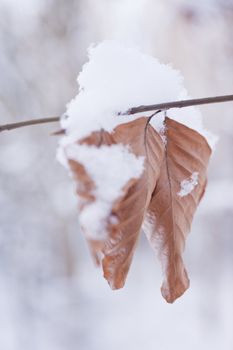 snowy winter scene in a wood