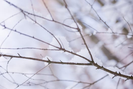 snowy winter scene in a wood
