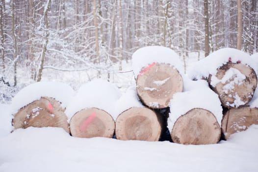 snowy winter scene in a wood