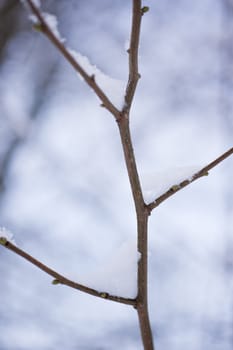 snowy winter scene in a wood
