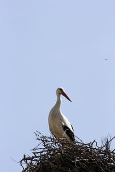 stork on the nest