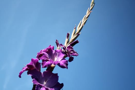 Beautiful purple gladiolas on a blue background