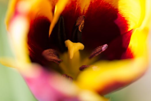 Multi Coloured Tulip