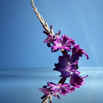 Beautiful purple gladiolas on a blue background