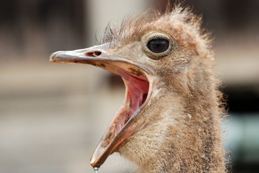 ostrich