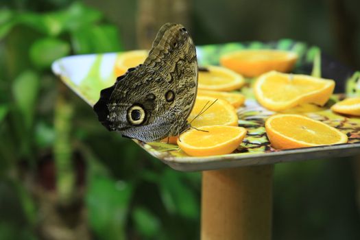 butterfly peacock