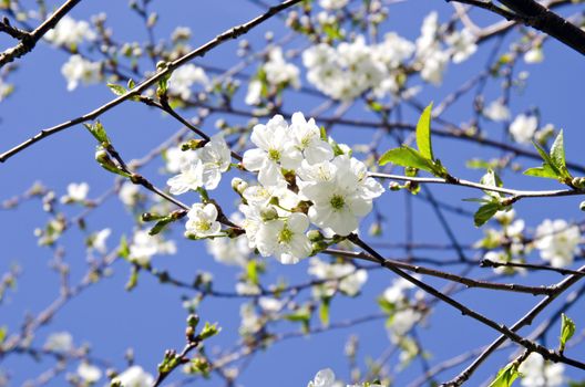 blossoms on cherry-tree branches and sky