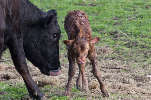 A new born calf taking its first steps