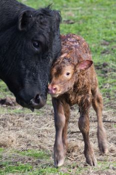 A new born calf getting to know its mother