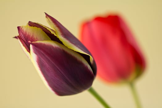 Spring tulips on a yellow background with a shallow depth of field