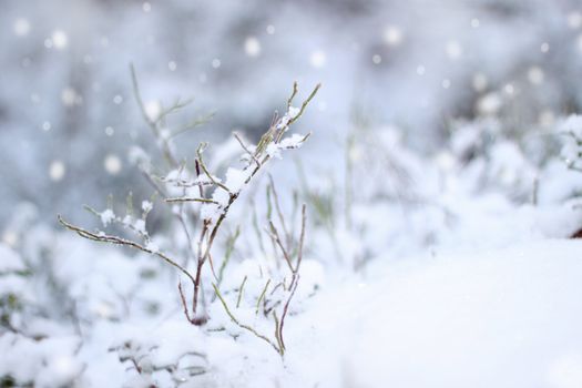 First snow impression, beautiful winter concept snowfall