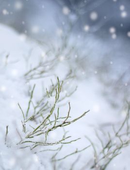 First snow impression, beautiful winter concept snowfall
