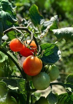 Fresh organic natural tomatoes growing in garden