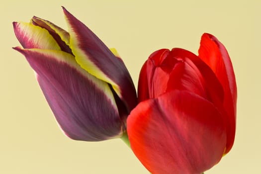 A Pair of Tulips on a yellow background