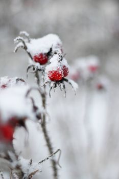 Frozen snow-covered red rose-hip berry, blurred background