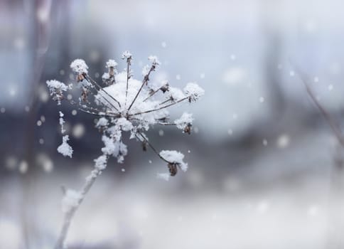 Frozen flower twig in beautiful winter snowfall background
