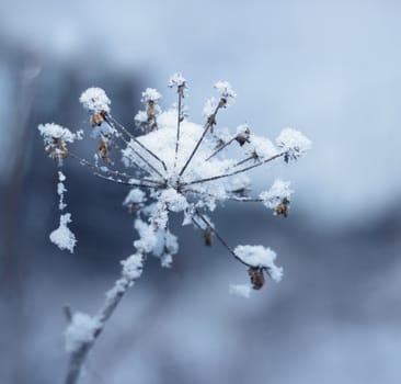 Snowy ice crystal covered frozen flower in winter