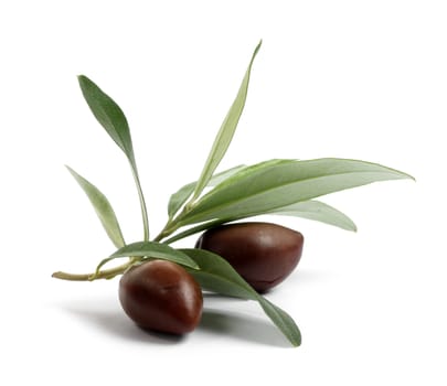 Fresh olive tree branch with olives isolated on white background