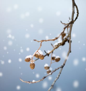 First snow branch, beautiful winter concept snowfall